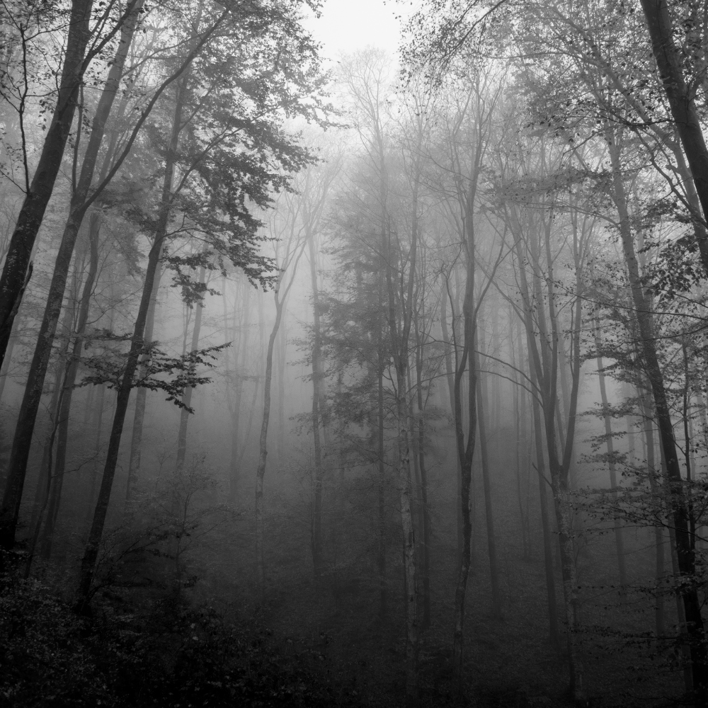 forest fog - aria d'amico